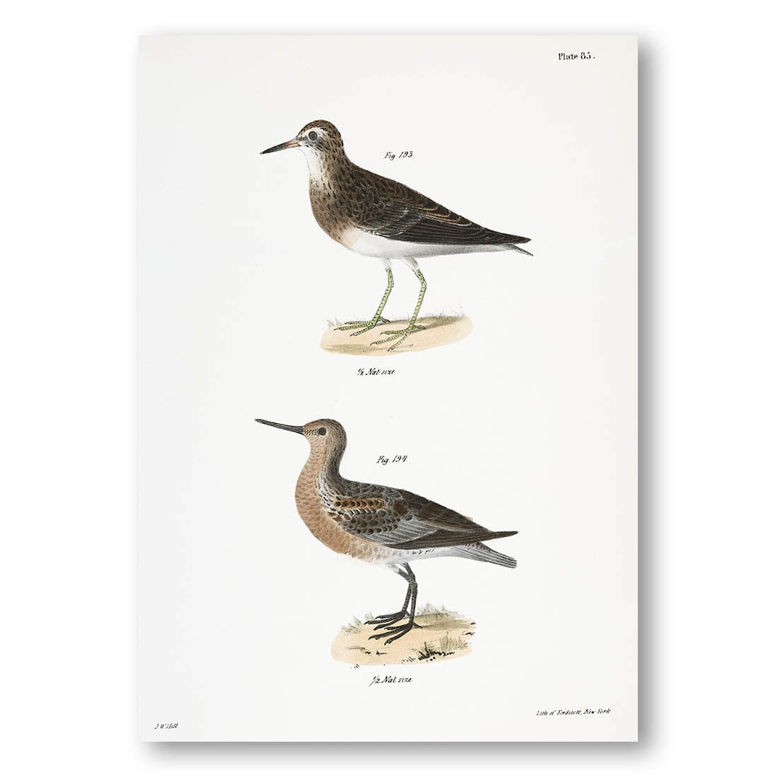2 Sandpipers by John James Audubon Art Print – Stone and Gray