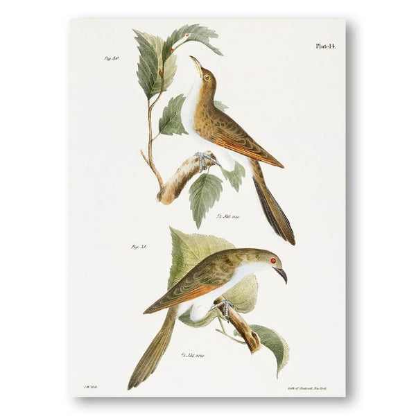 The Yellow-billed Cuckoo and The Black-billed Cuckoo Art Print