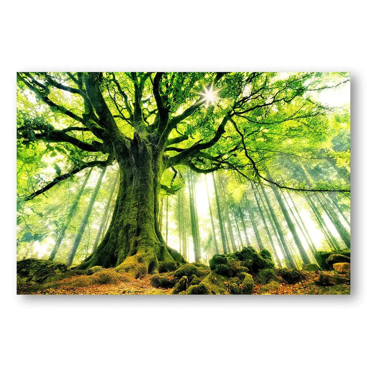 Enchanted Forest Canopy Print (Landscape)