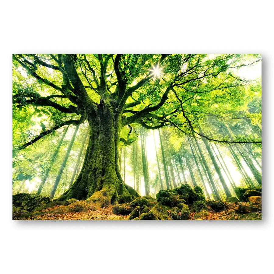 Enchanted Forest Canopy Print