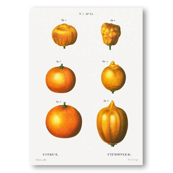 Citrus Varieties Art Print