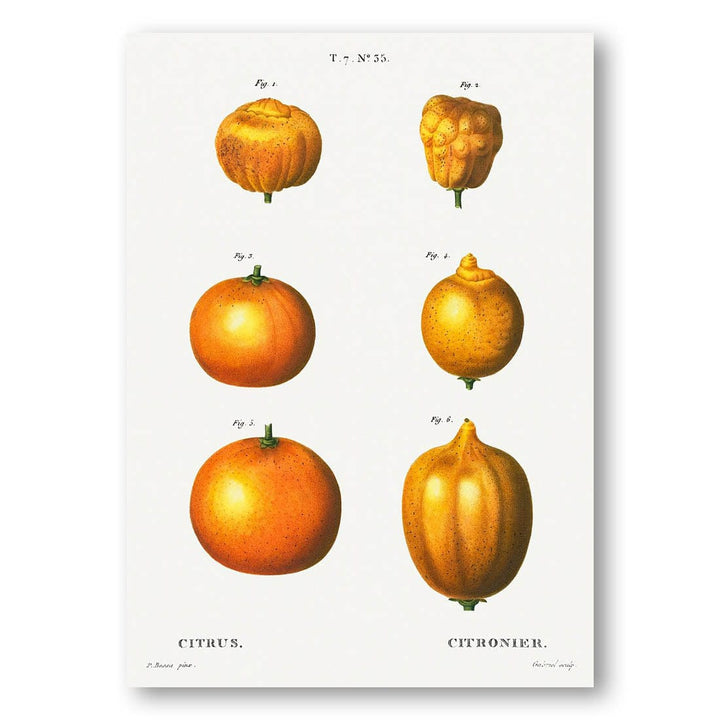 Citrus Varieties Art Print