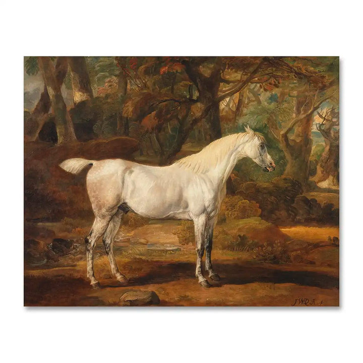 Grey Arabian Stallion Horse Art Print (Landscape)