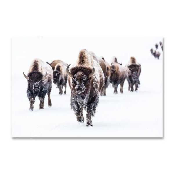 Group of Bison Wall Art Print