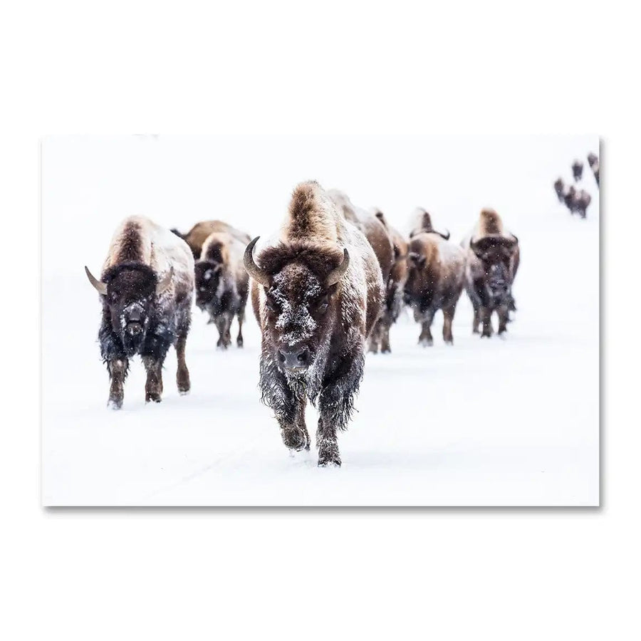 Group of Bison Wall Art Print