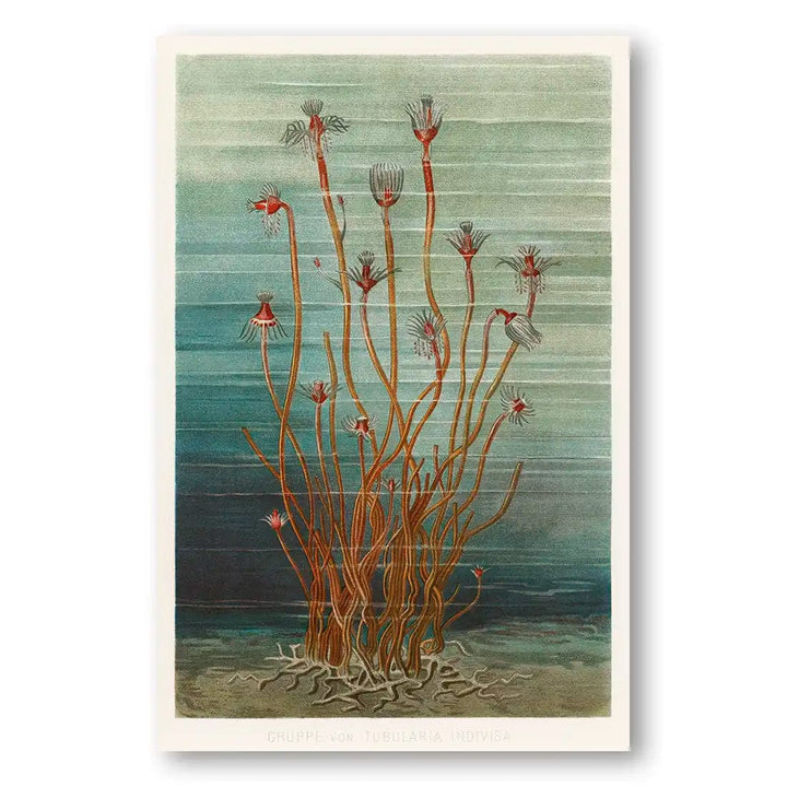 Group of Tubularis Coastal Art Print