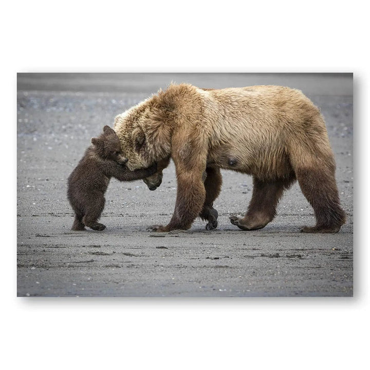 Bear Family Hug Photo Print