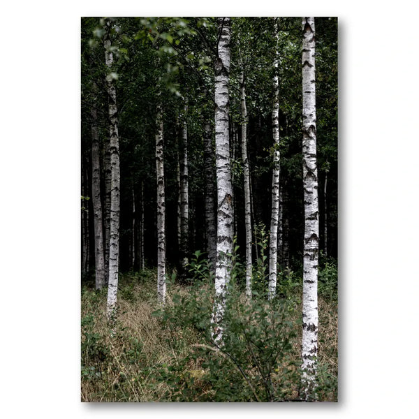 A Swedish Summer 3 Photo Print