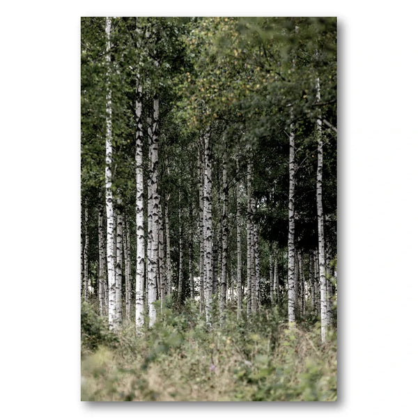 A Swedish Summer 4 Photo Print