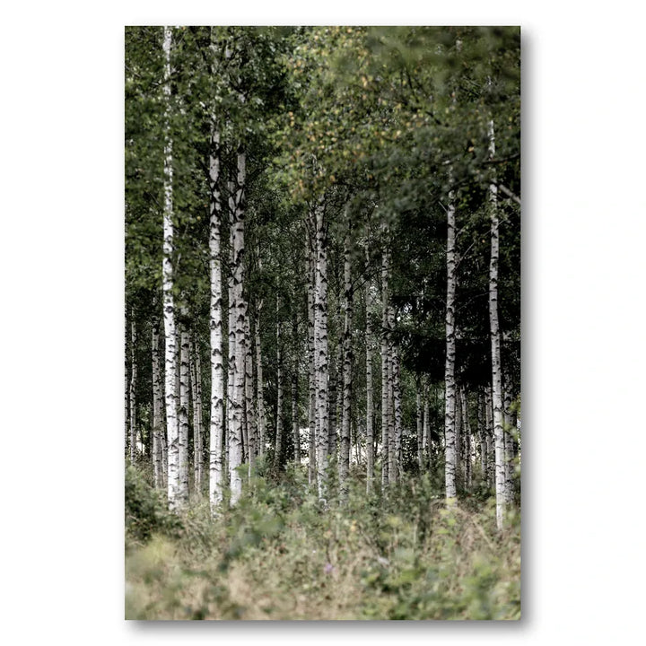 A Swedish Summer 4 Photo Print