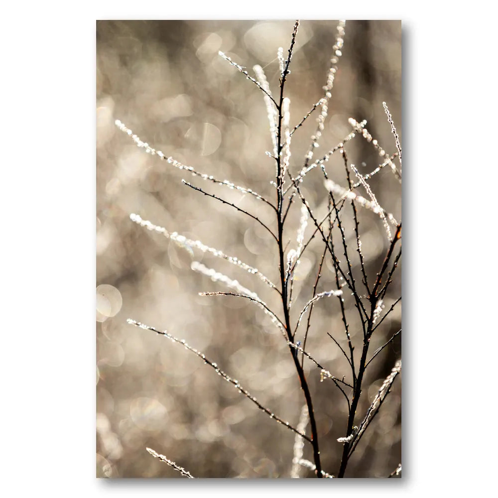 A Winter Morning 5 Photo Print
