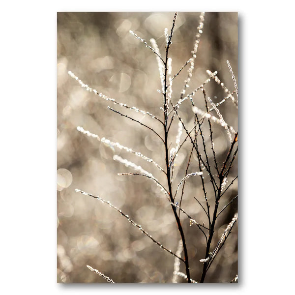A Winter Morning 5 Photo Print