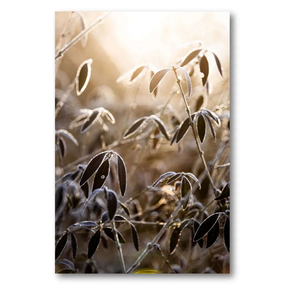 A Winter Morning 6 Photo Print