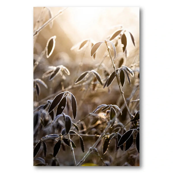 A Winter Morning 6 Photo Print