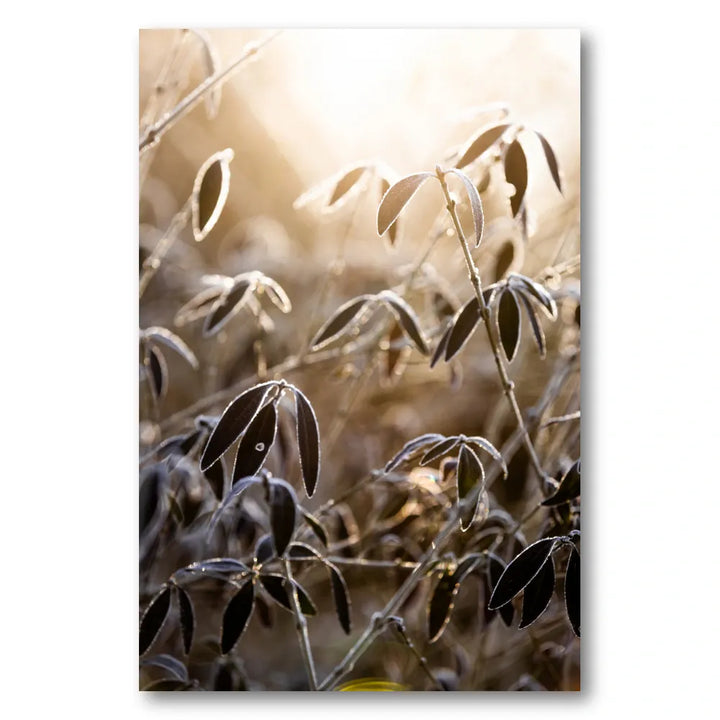 A Winter Morning 6 Photo Print