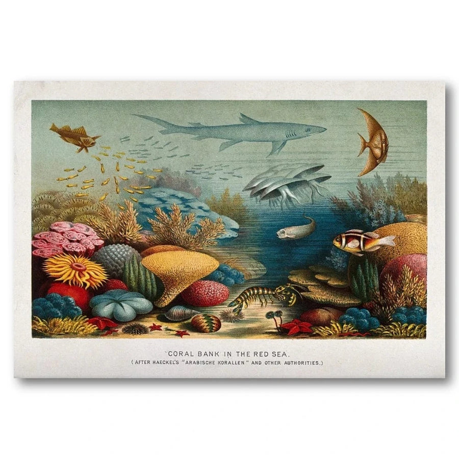 Coral Bank in the Red Sea by E. Haeckel Art Print