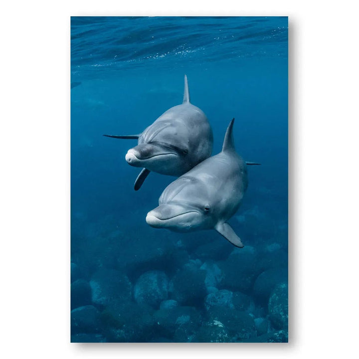 Ocean Pair Dolphins Photo Print