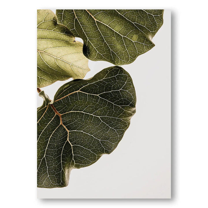 Abutifolia Lush Leaves Photo Print