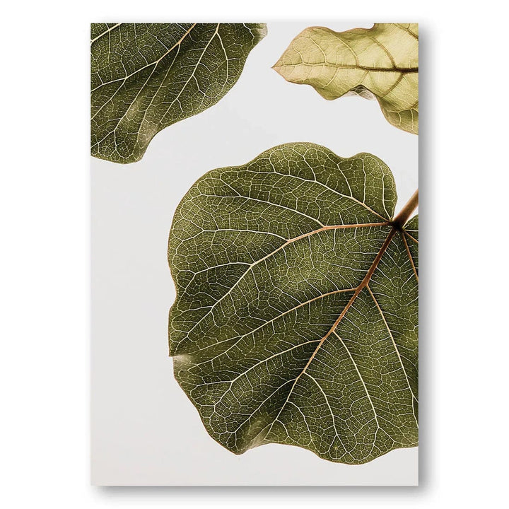 Abutifolia Leaf Study Photo Print