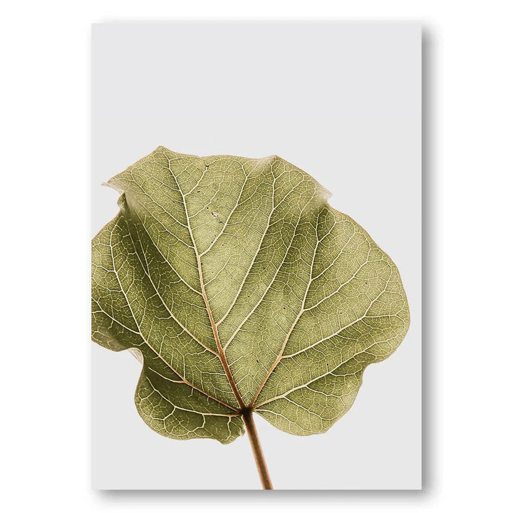 Abutifolia Leaf Display Photo Print