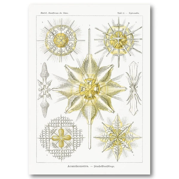 Acanthometra Scientific Illustration Art Print