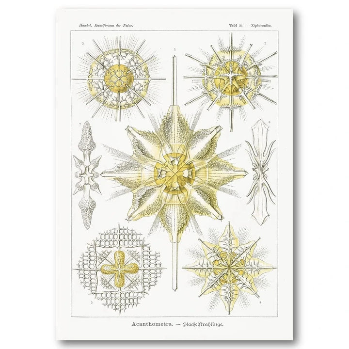Acanthometra Scientific Illustration Art Print