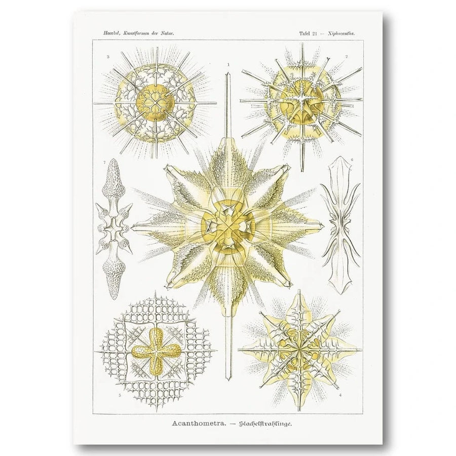 Acanthometra Scientific Illustration Art Print