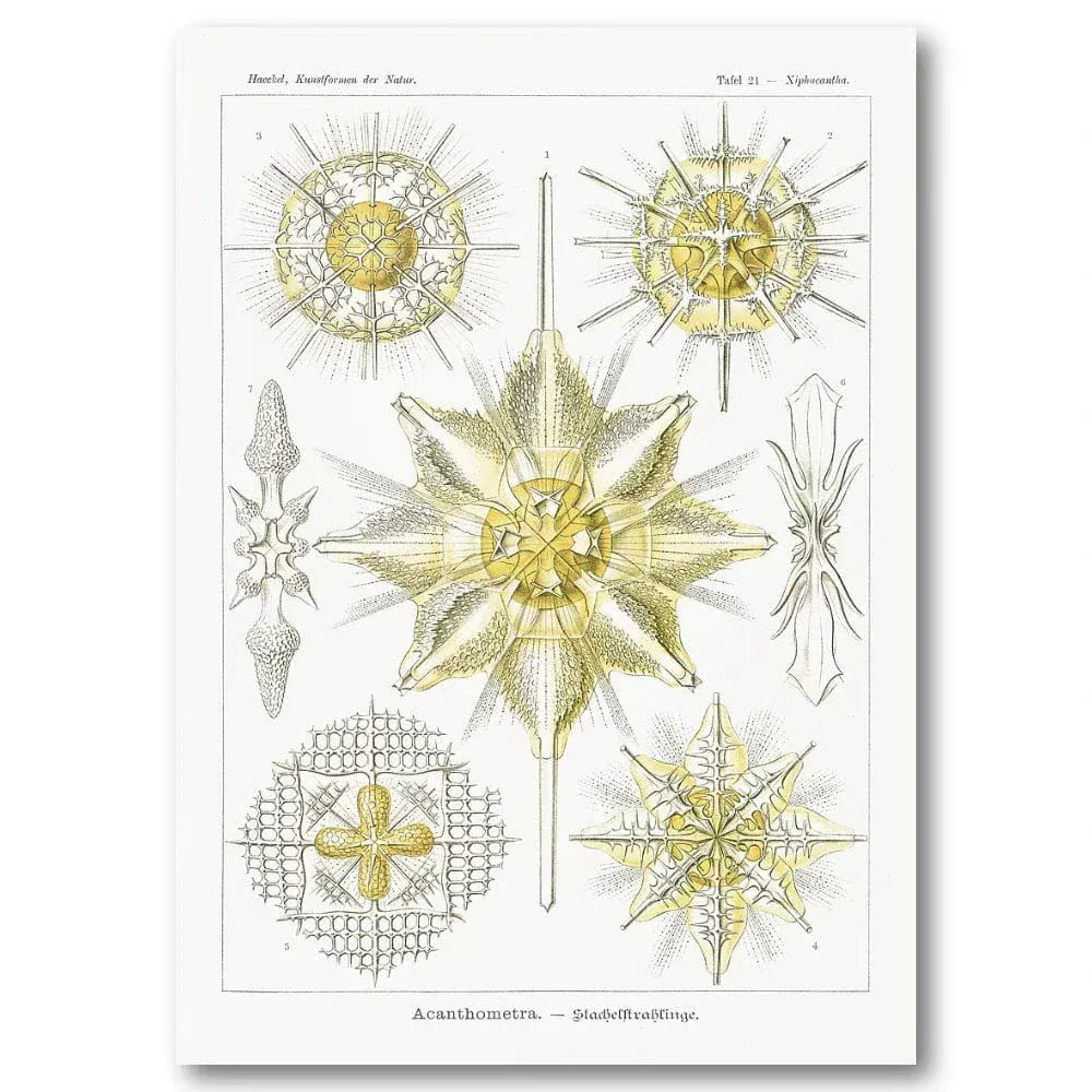 Acanthometra Scientific Illustration Art Print