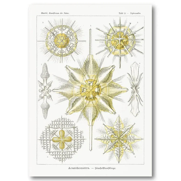 Acanthometra Scientific Illustration Art Print