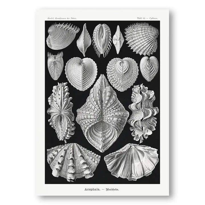 Basimycetes-Schwammpilze Shell Art Print