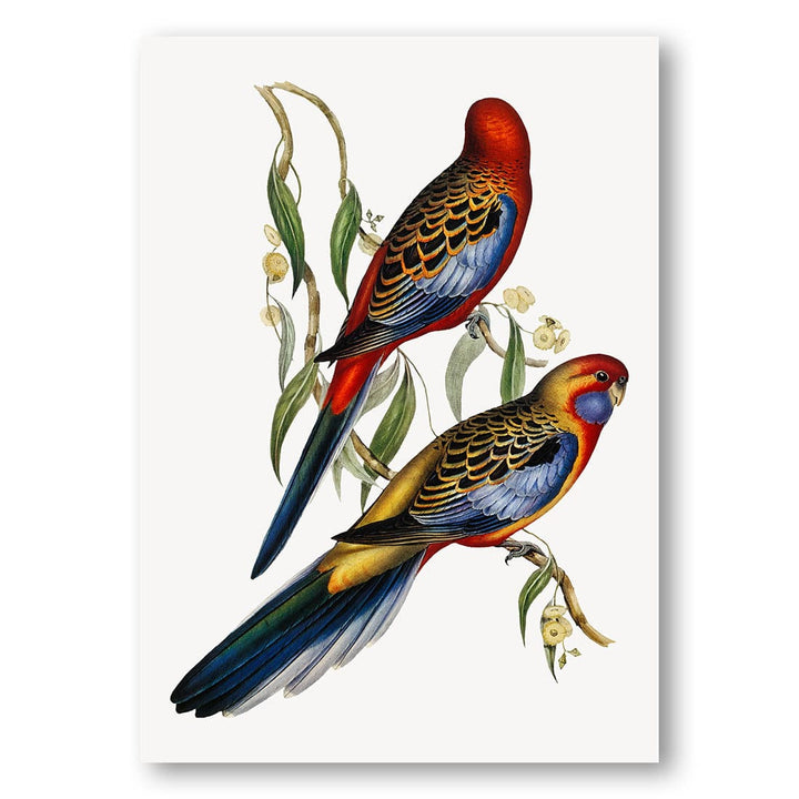 Adelaide Parakeets Art Print