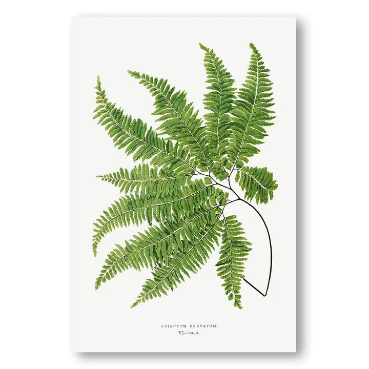 Adiantum Curvatum Botanical Art Print