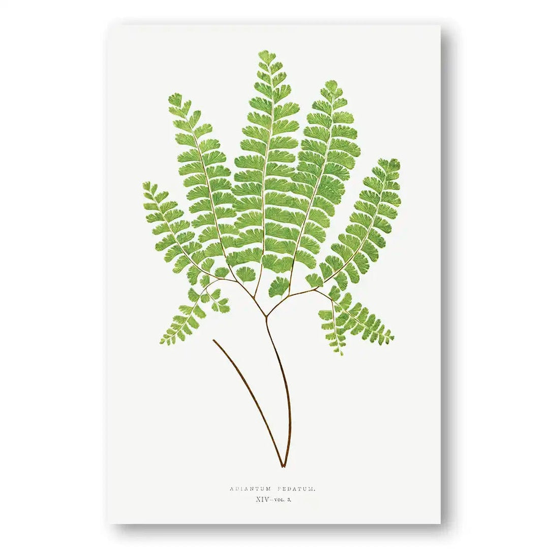 Adiantum Pedatum Botanical Art Print