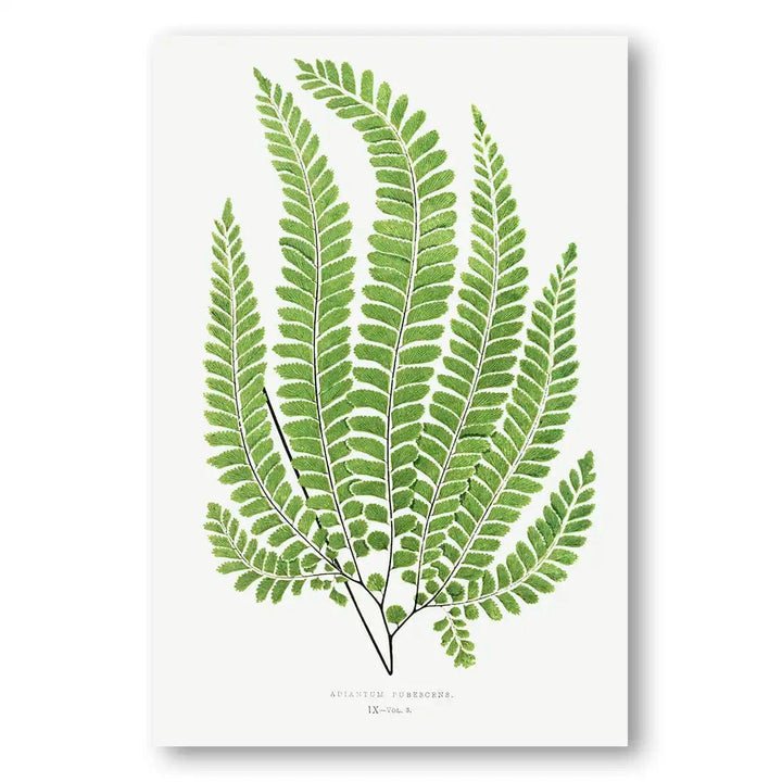 Adiantum Pubescens Botanical Art Print