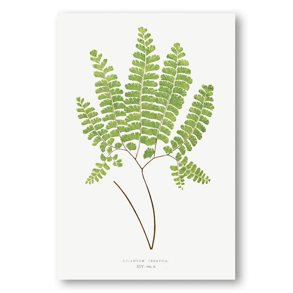 Northern Maidenhair vintage print, one of the pair
