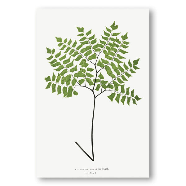 Adiantum Trapeziforme Fern Art Print