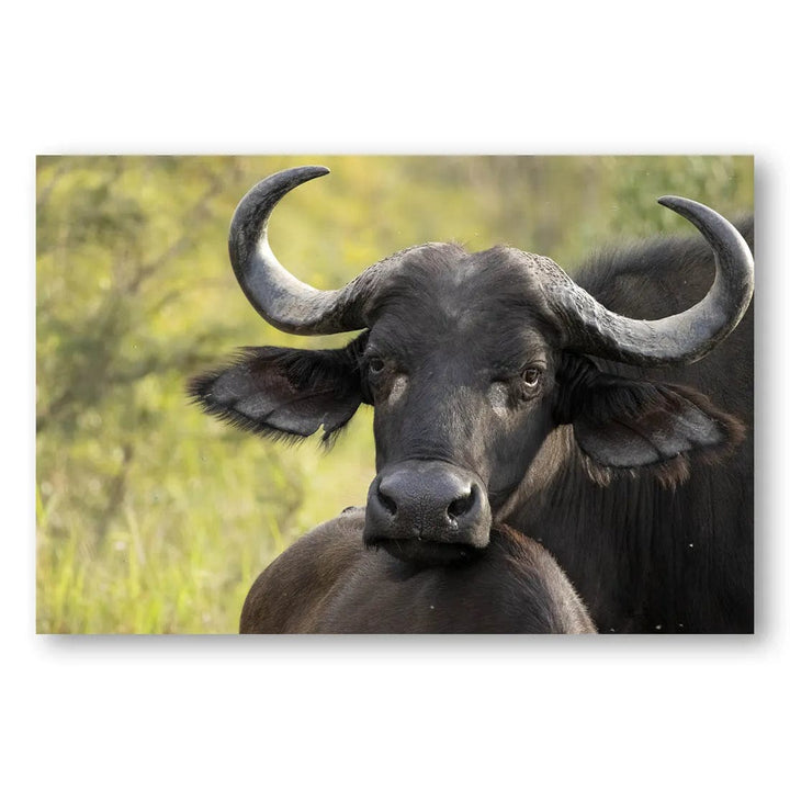 Savannah Buffalo Serenity Photo Print