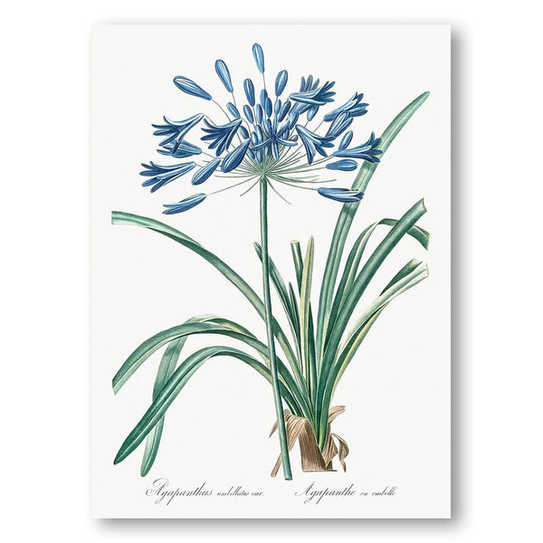 African Lily by Pierre-Joseph Redouté Art Print