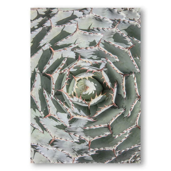 Agave Spiral Harmony Photo Print