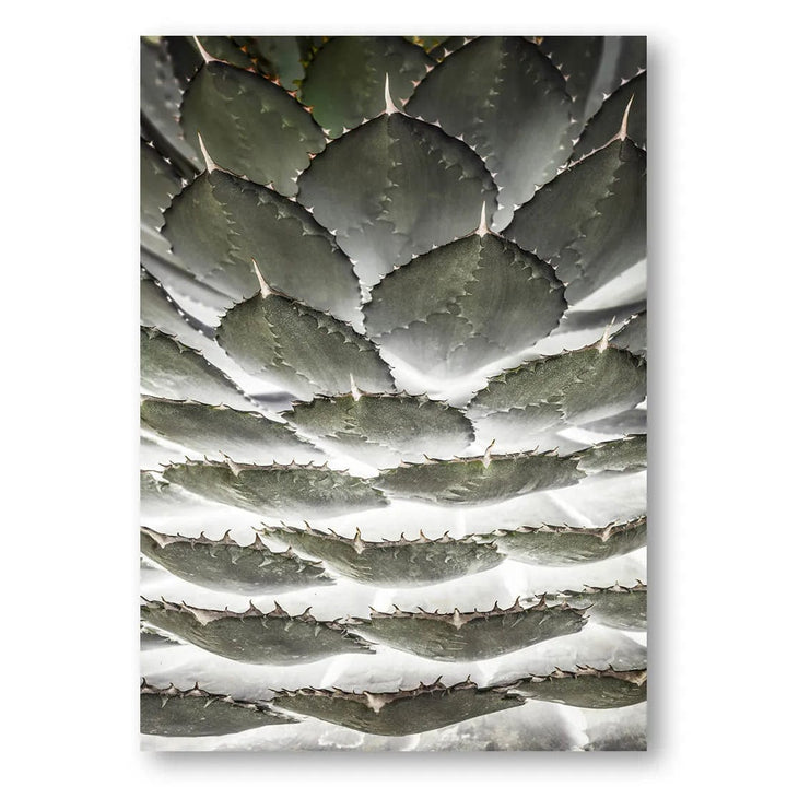 Agave Leaf Layers Photo Print