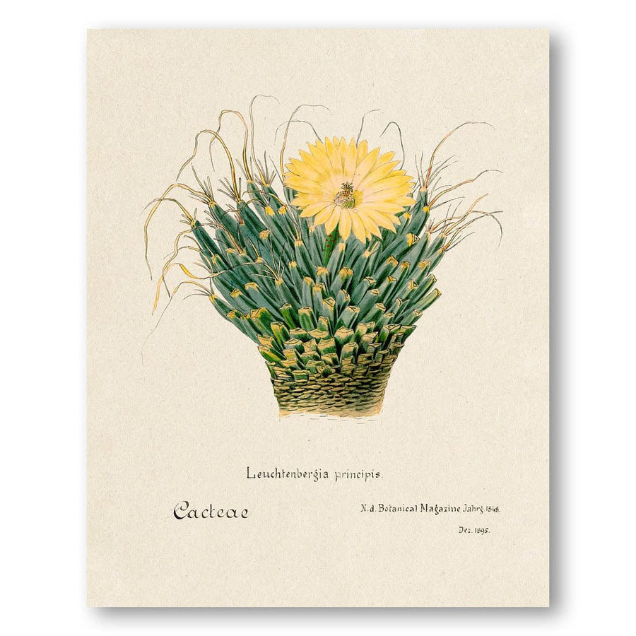Leuchtenbergia principis by N. A. Botanical Magazine Art Print