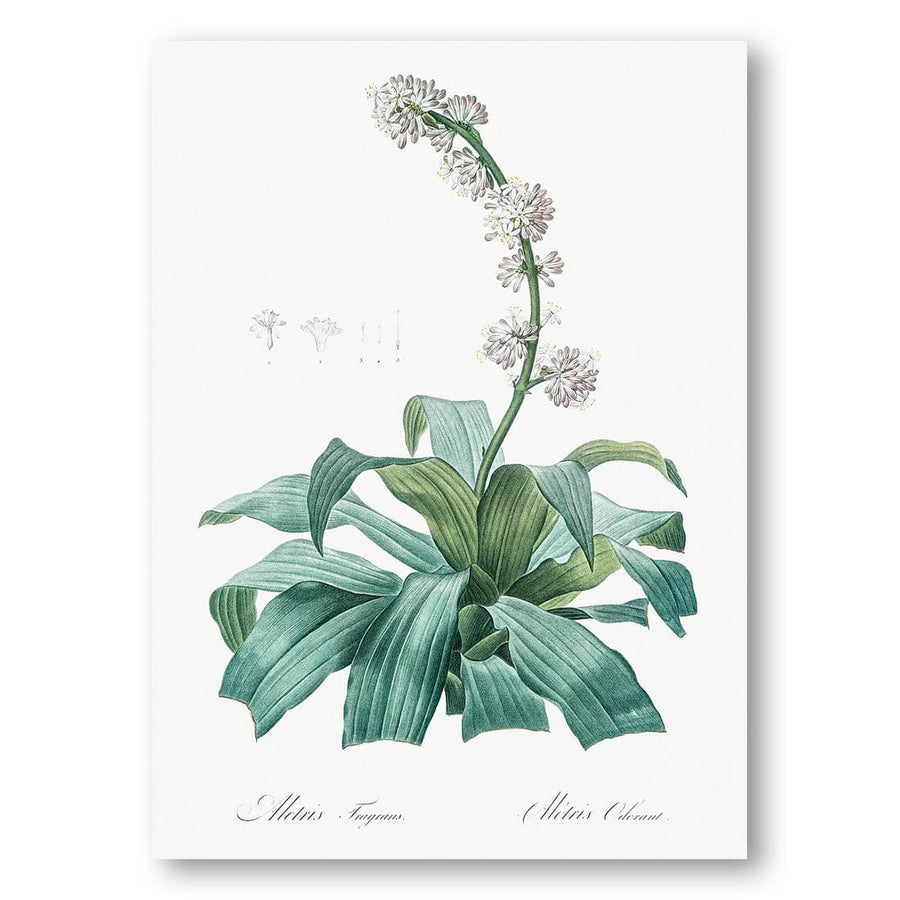 Aletris Fragrans by Pierre-Joseph Redouté Art Print