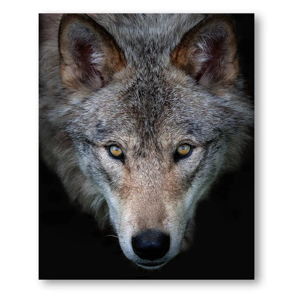 Golden Gaze Timber Wolf Photo Print