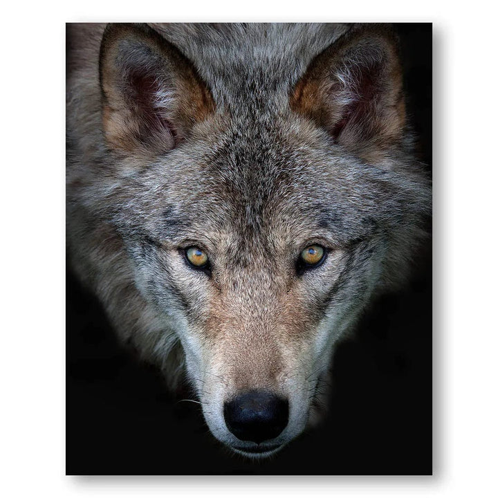 Golden Gaze Timber Wolf Photo Print