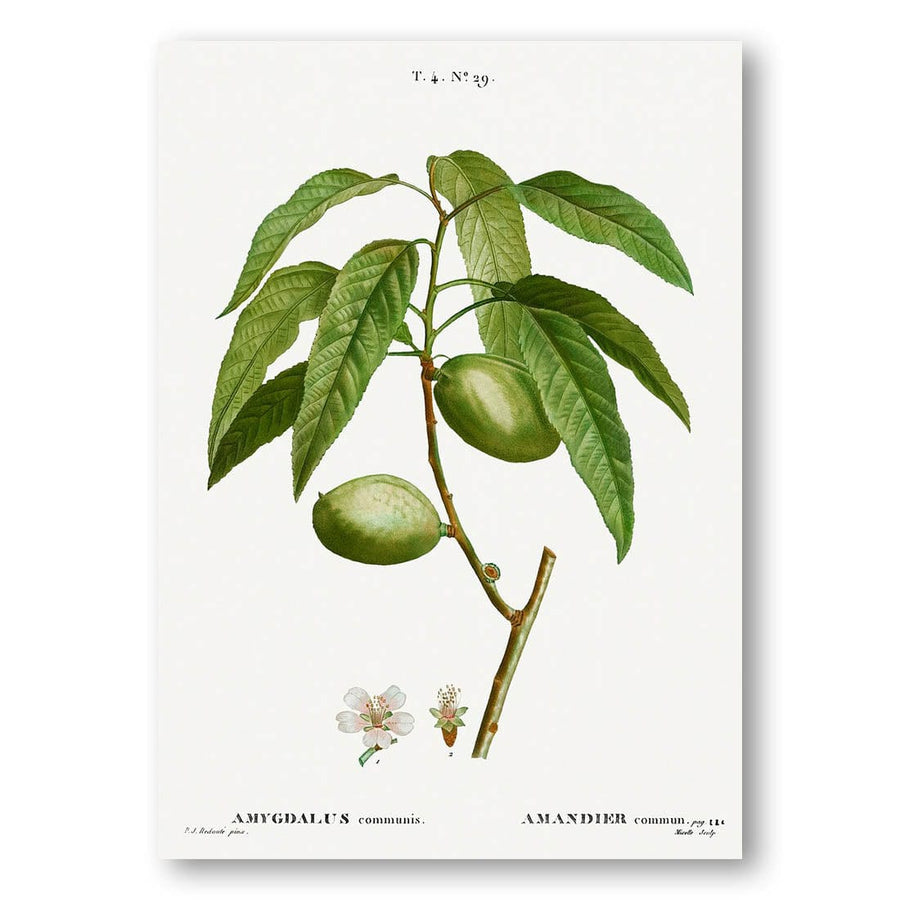 Amygdalus communis Art Print