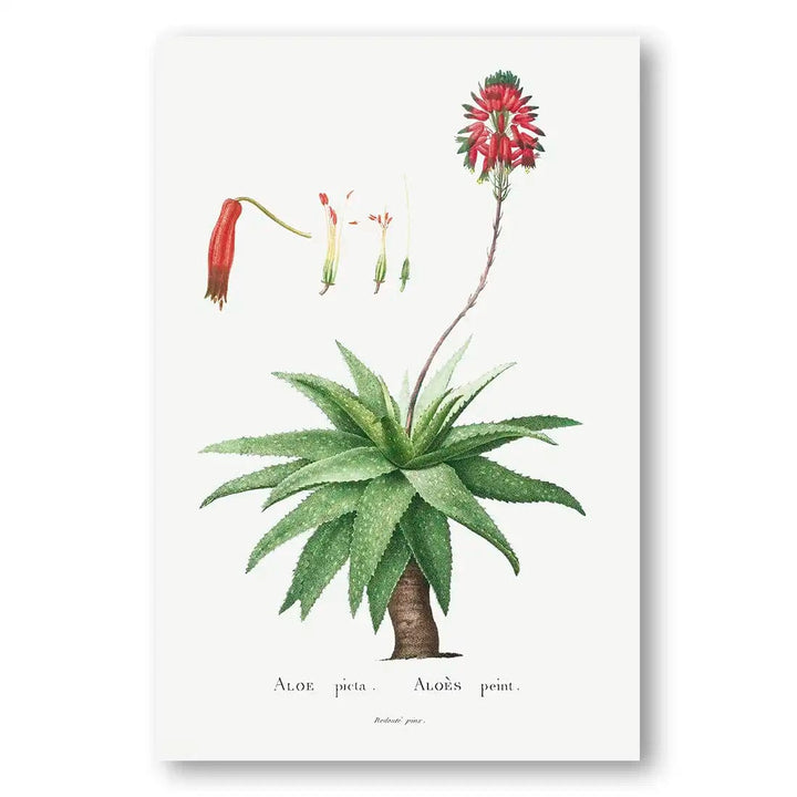 Aloe Picta Vintage Botanical Art Print
