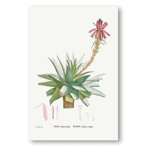 Blooming Aloe Rhodacantha Vintage Botanical Art Print