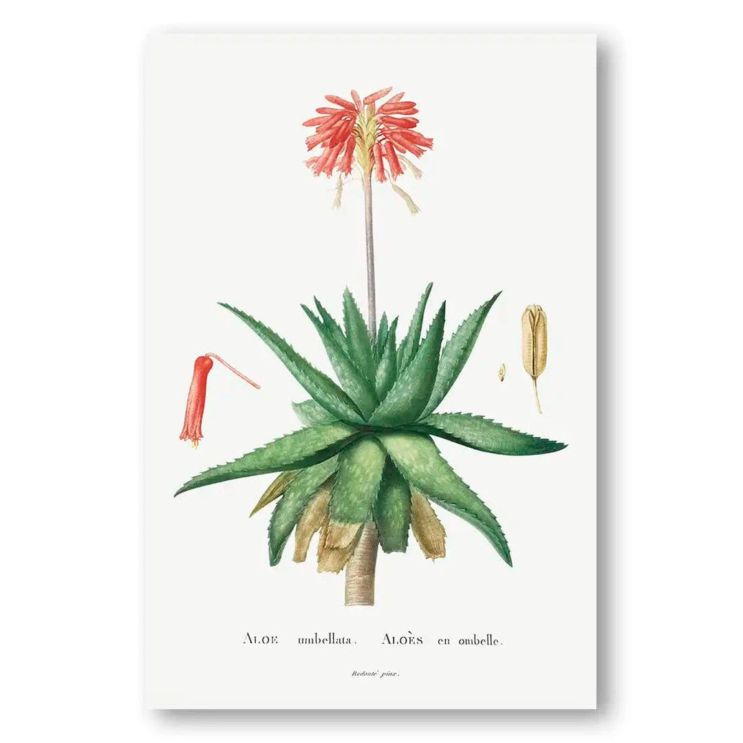 Aloe Umbellata Vintage Botanical Art Print