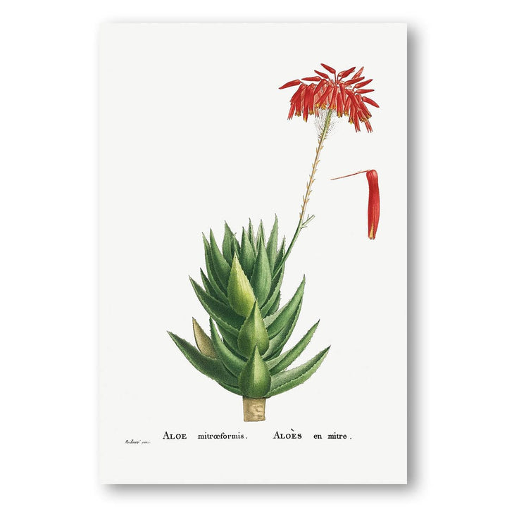 Aloe Mitreoformis by Pierre-Joseph Redouté Art Print