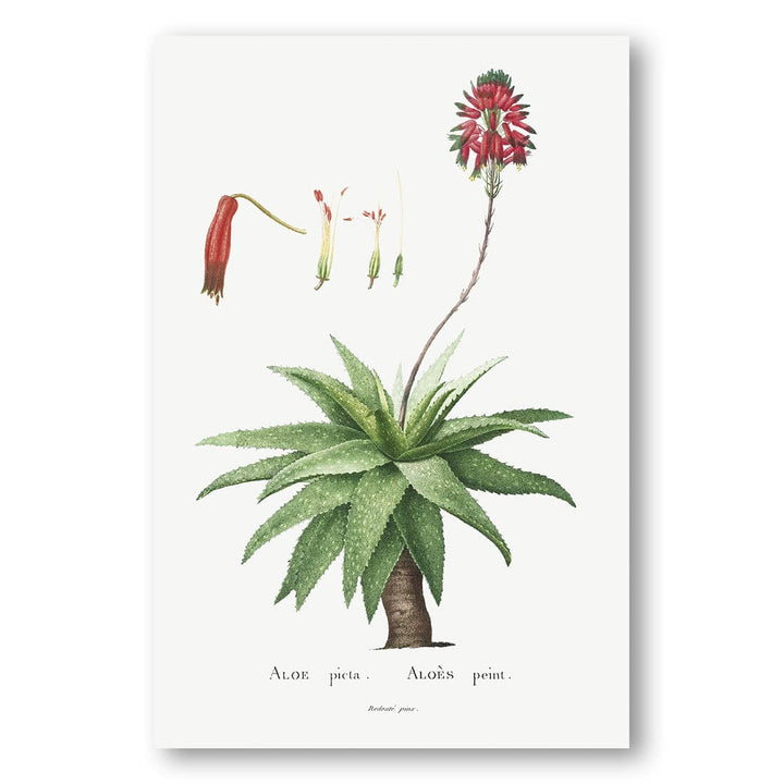 Aloe Picta Art Print